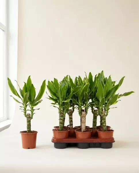 Dracaena Goldcoast 50cm – Plante Résistante | Fleuriste Dakar