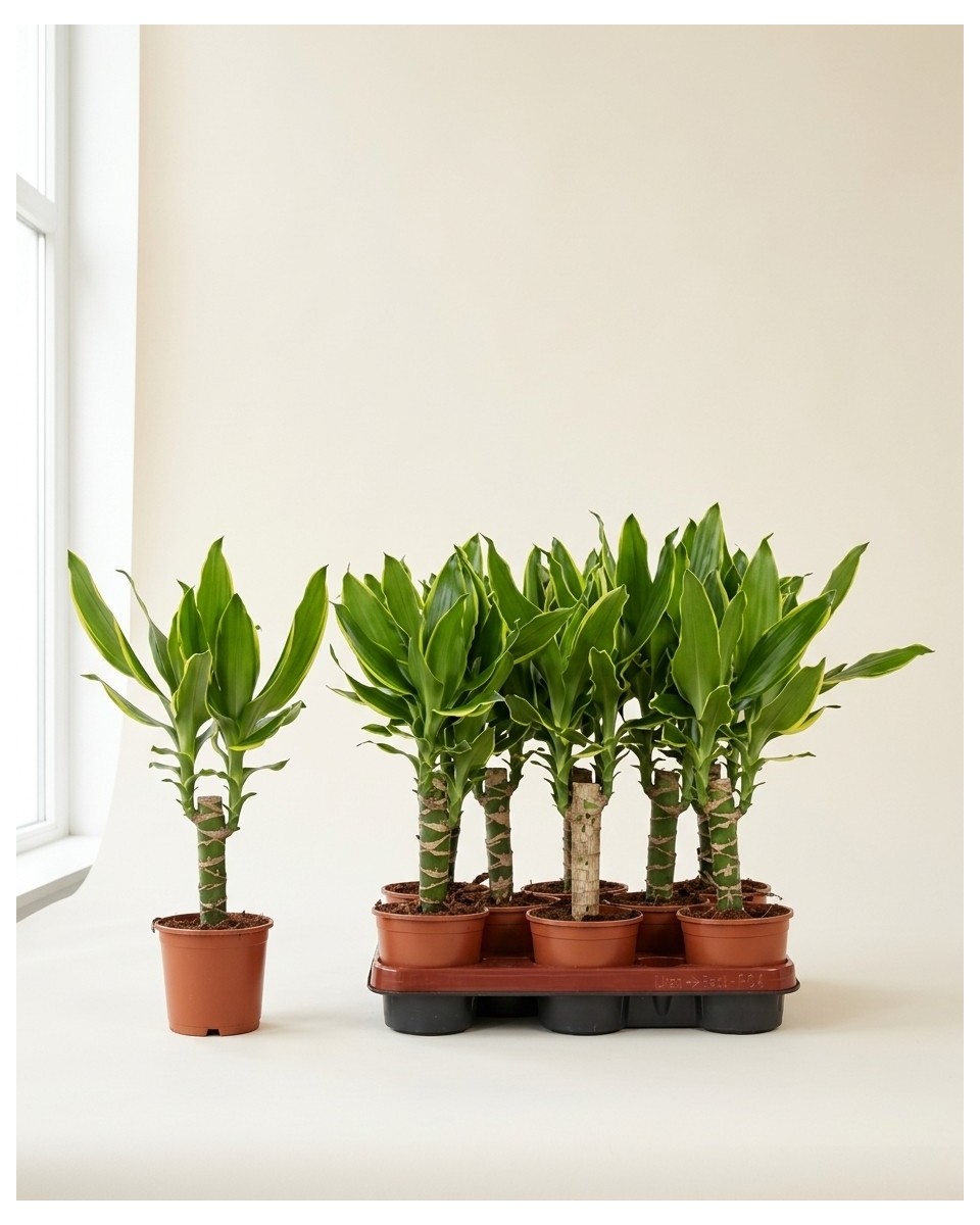 Dracaena Goldcoast 50cm – Plante Résistante | Fleuriste Dakar