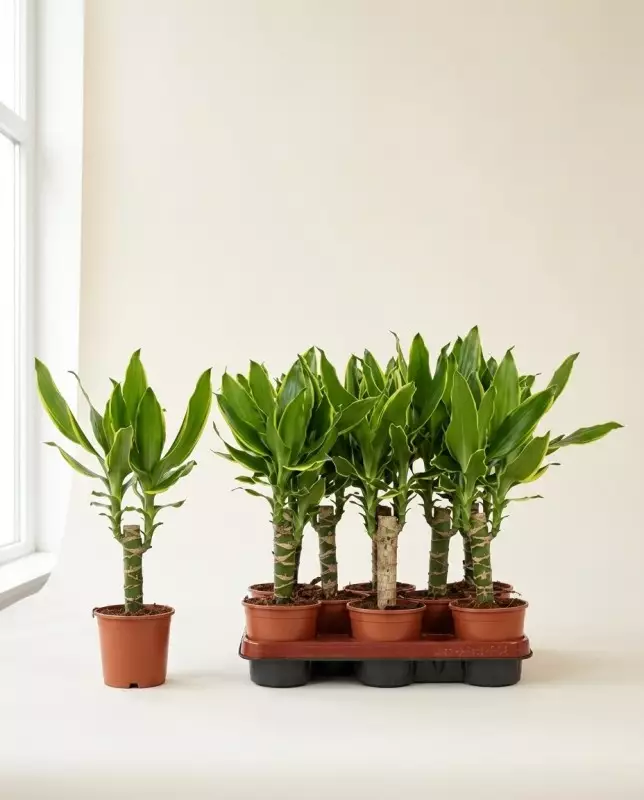 Dracaena Goldcoast 50cm – Plante Résistante | Fleuriste Dakar