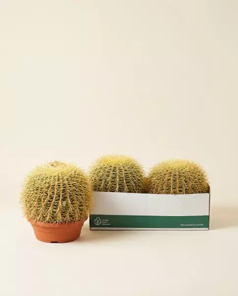 Echinocactus Grusoni 25cm – Boule d'Or | Verttige