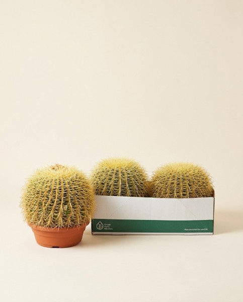 金针菇 25cm