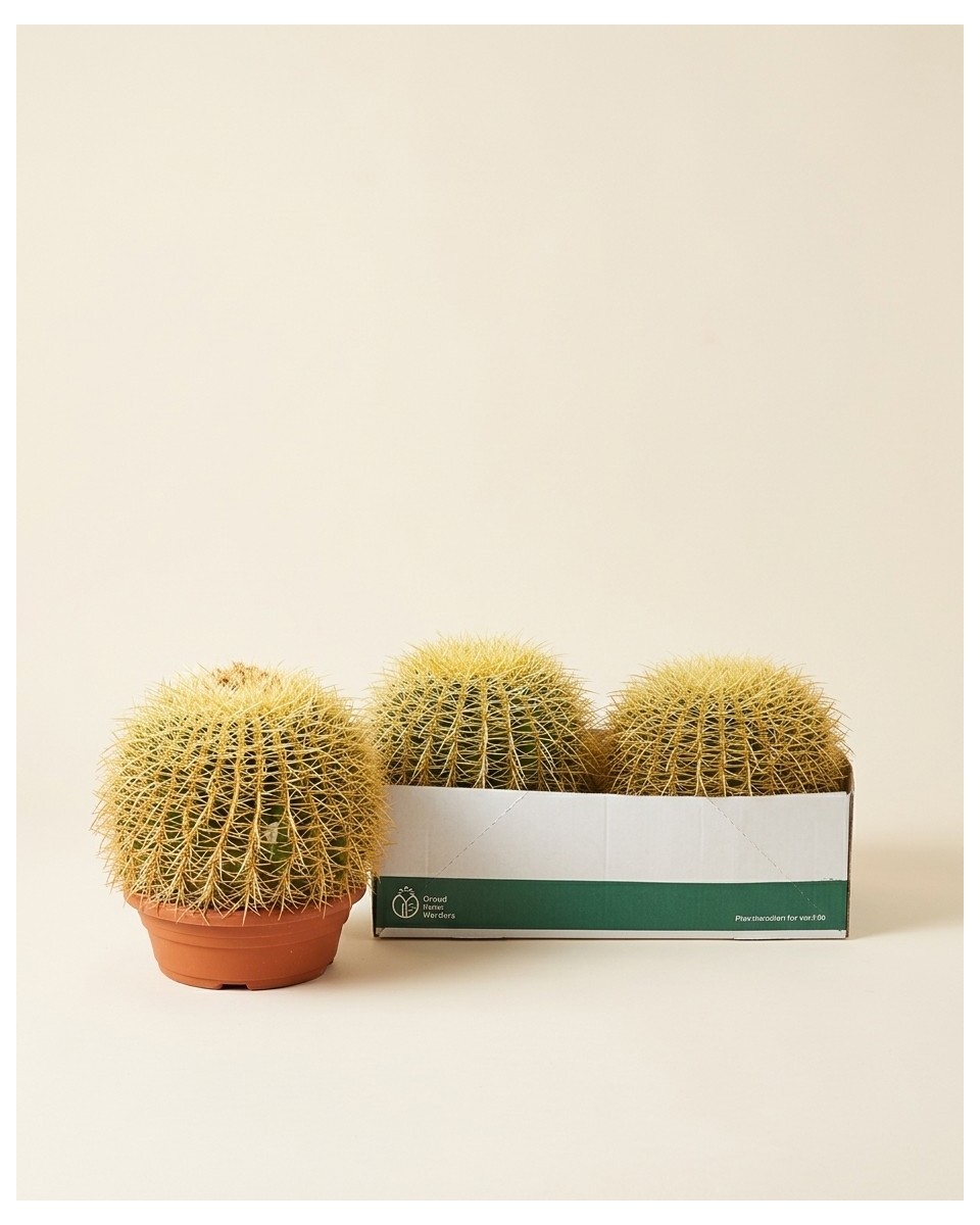 Echinocactus Grusoni 25cm – Boule d'Or | Fleuriste Dakar