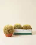 Echinocactus Grusoni 25cm – Boule d'Or | Fleuriste Dakar
