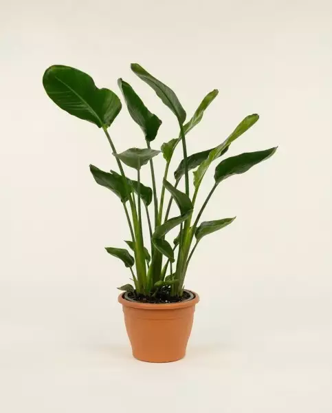Strelitzia Nicolai – Plante Tropicale Jungle | Verttige