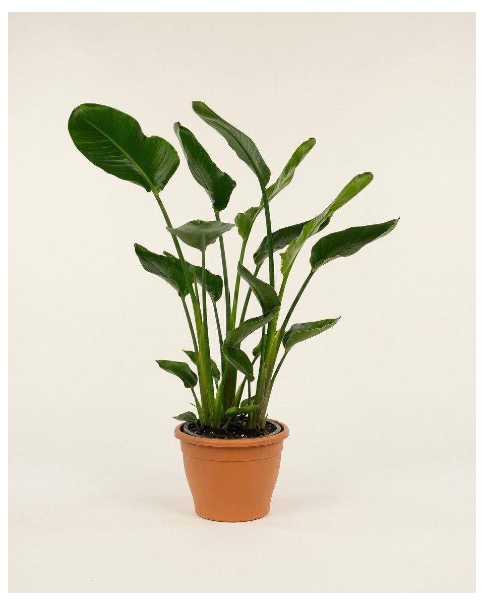 Strelitzia Nicolai – Plante Tropicale Jungle | Verttige