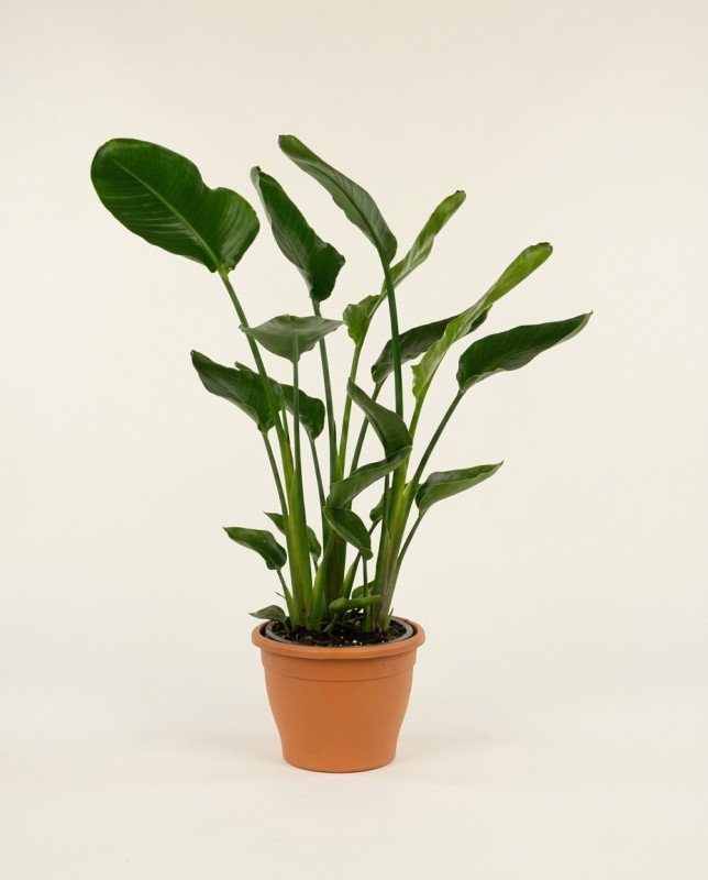 Strelitzia Nicolai – Plante Tropicale Jungle | Fleuriste Dakar