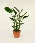 Strelitzia Nicolai – Plante Tropicale Jungle | Fleuriste Dakar