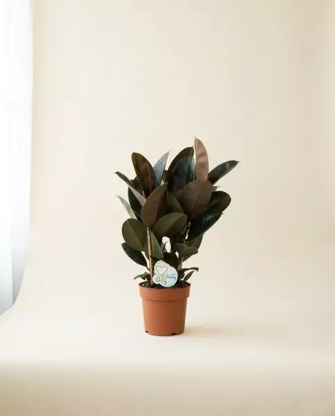 Ficus Abidjan – Feuillage Vert & Reflets | Verttige Dakar