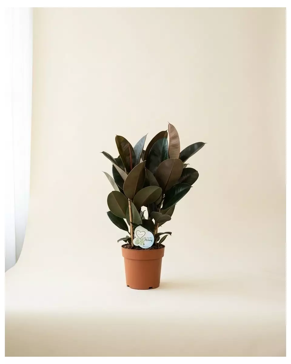 Ficus Abidjan – Feuillage Vert & Reflets | Verttige Dakar