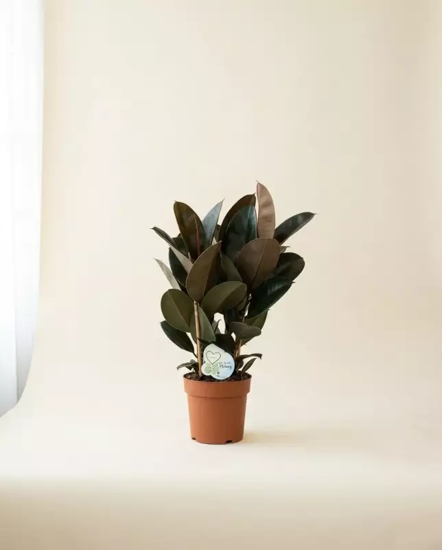 Ficus Abidjan – Feuillage Vert & Reflets | Verttige Dakar