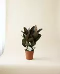 Ficus Abidjan – Feuillage Vert & Reflets | Verttige Dakar