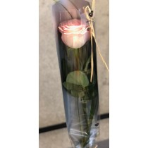 The Rose
