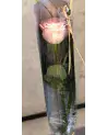 La Rose – Rose d'Équateur Unique | Verttige