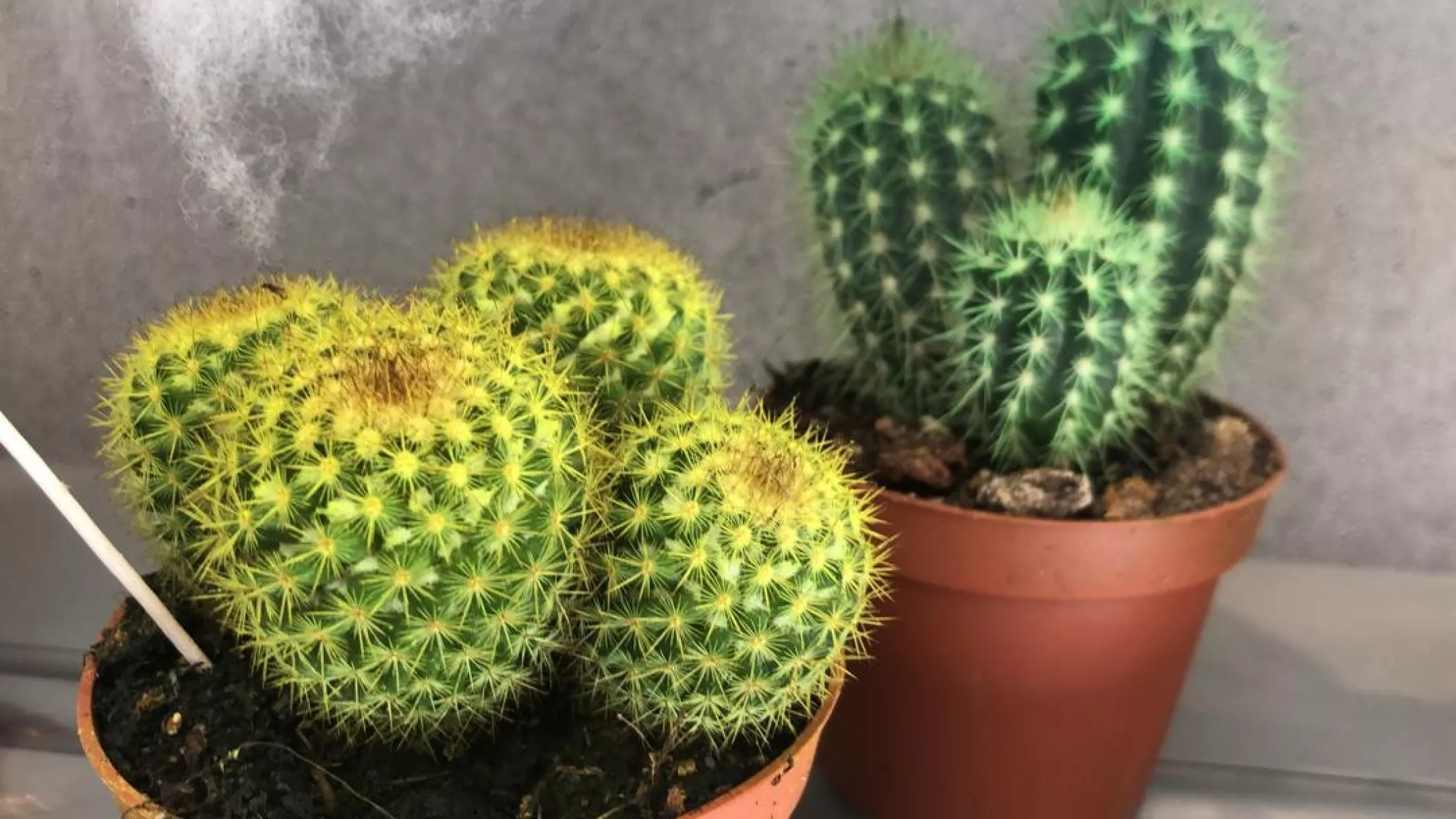 Cactus colorés