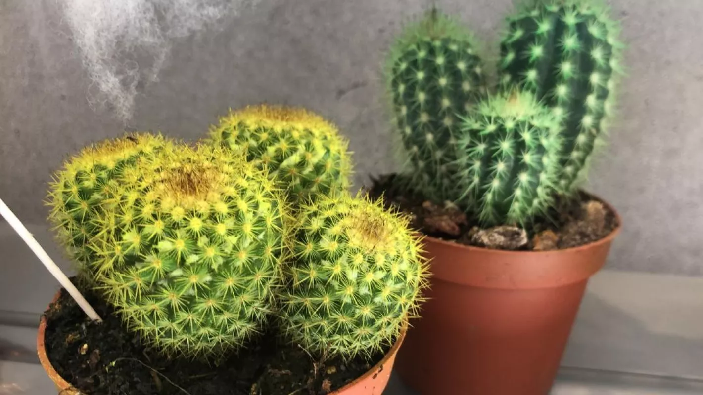 Cactus colorés