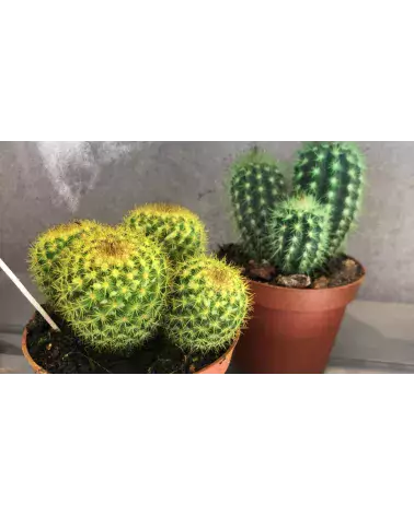 Cactus Colorés – Décoration Intérieur | Verttige