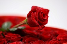 Cupidon – Coffret Roses & Orchidée Vanda | Verttige