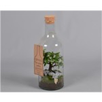 Bouteille Verte a Bonsai