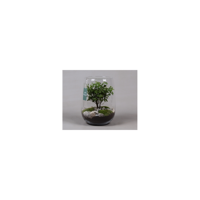 Bonsai in a glass pot diam 27cm