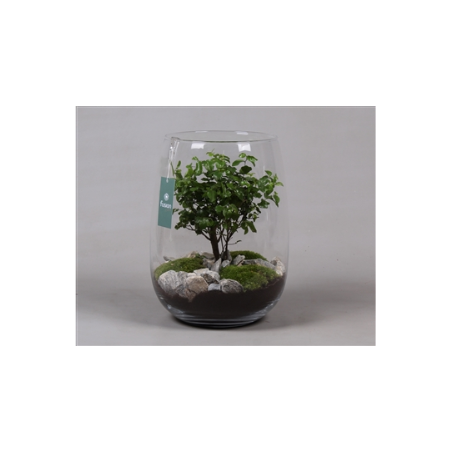 Bonsai in a glass pot diam 27cm