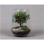 Bonsai dans un pot en verre diam 27cm