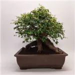 盆景榆树小花 50 厘米 – vue 2