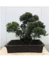 Bonsaï Syzygium Yamadori 70cm | Verttige
