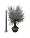 Bonsaï Olivier 250cm – Pièce d'Exception | Verttige