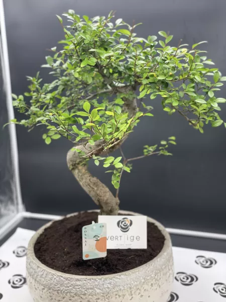 Bonsai Japonica – vue 2