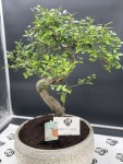 Bonsai Japonica – vue 2