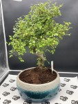 Japanese Bonsai from the Collector
