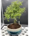 收藏家的日本盆景