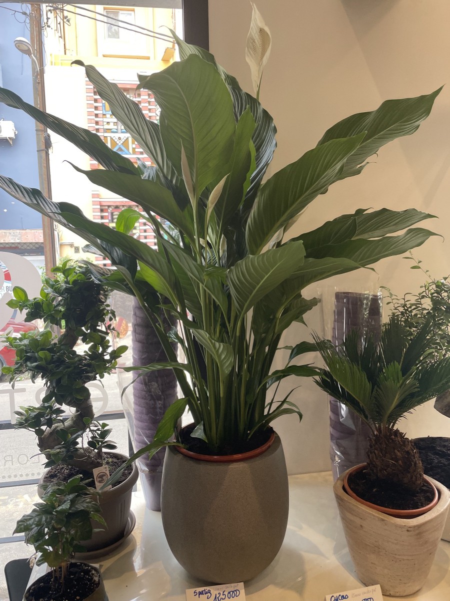 Plante Spatiphilum