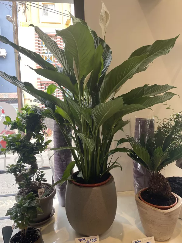 Plante Spatiphilum