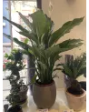 Spatiphilum plant