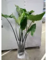Alocasia Black Zebrina 24Ø 190cm