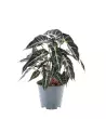 Alocasia Bambino 30cm