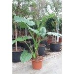 Alocasia Macrorrhizo 250cm
