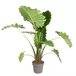 Alocasia Portodora 120cm