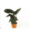 Alocasia Wentii 80cm – Plante Exotique | Verttige