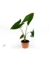 Alocasia Zebrina 80cm – Plante Graphique | Verttige