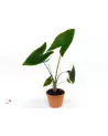 Alocasia Zebrina 80cm – Plante Graphique | Verttige