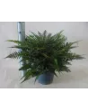 Asplenium 24Ø 60cm