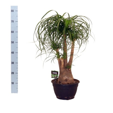 Beaucarnea Recurvata 70cm