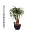 Beaucarnea Recurvata 70cm – Pied d'Éléphant | Verttige