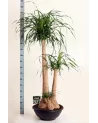 Beaucarnea Recurvata 170cm – Grande Plante | Verttige