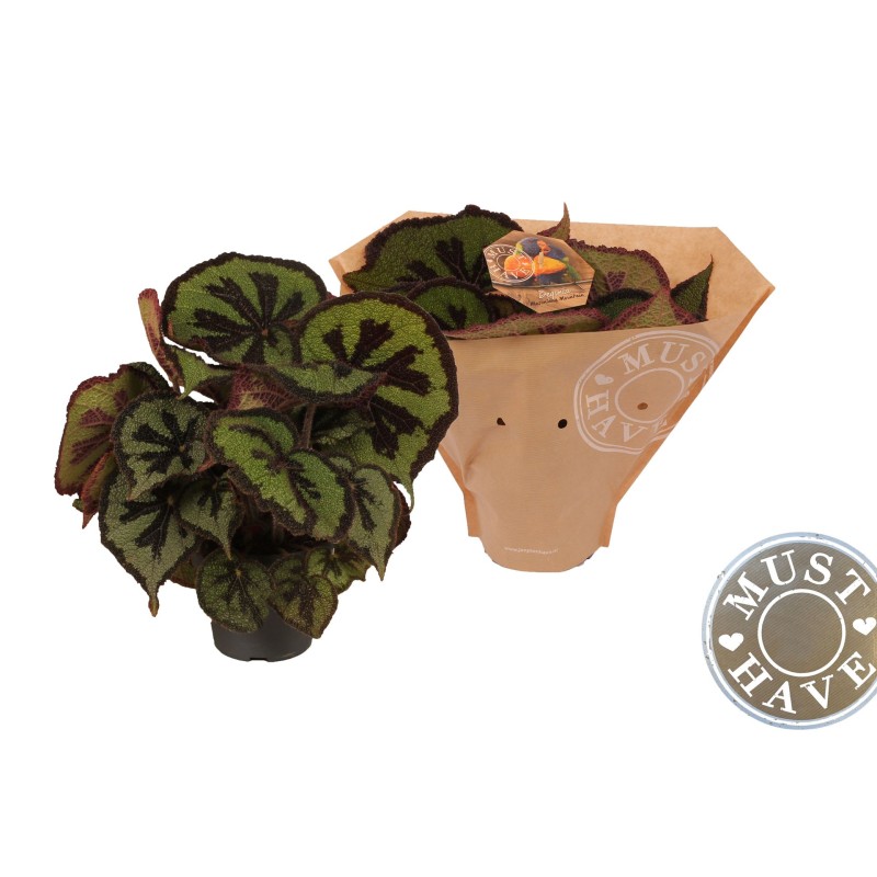 Begonia Leaf Masoniana 32cm