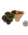 Begonia Leaf Masoniana 32cm