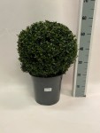 Buxus Sempervirens 60cm