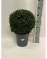 黄杨 60cm